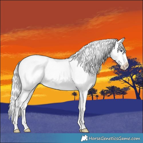 Horse Color:Red Chinchilla Roan Splash 