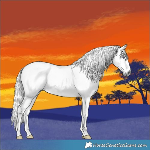Horse Color:Red Chinchilla Roan
