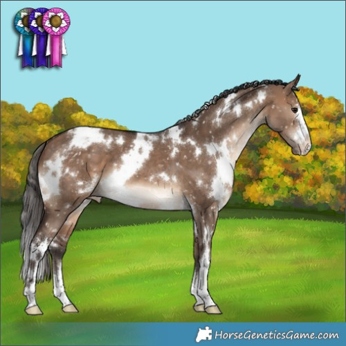 Horse Color:White Spotted Brown Dun Appaloosa
