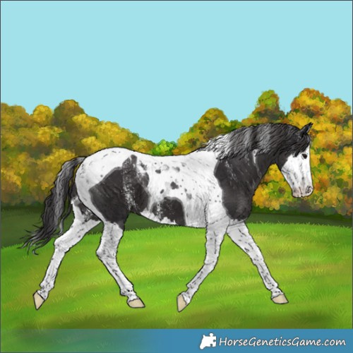 Horse Color:Powder White Smoky Black Splash Tobiano 