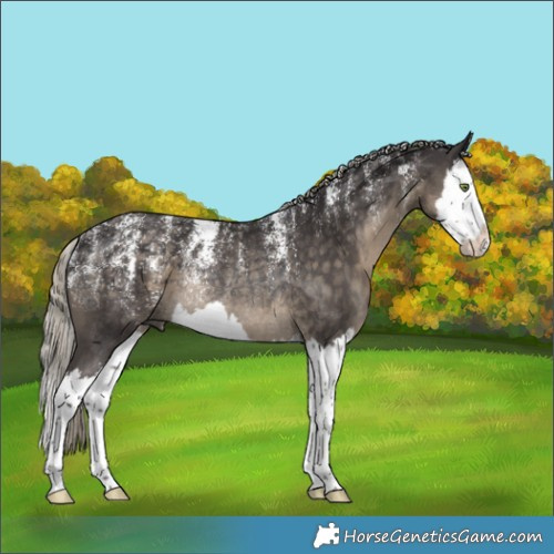 Horse Color:Powder White Silver Smoky Black Splash Rabicano 