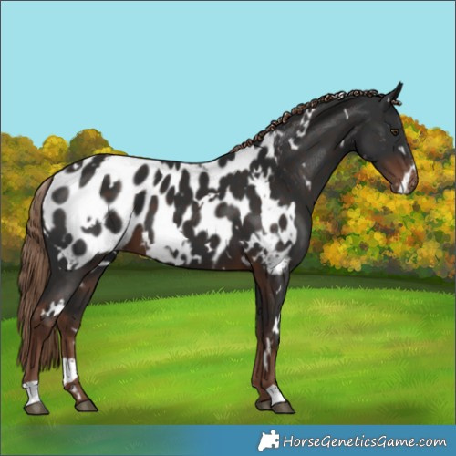 Horse Color:White Spotted Liver Chestnut Appaloosa