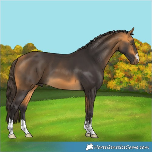 Horse Color:Buckskin 