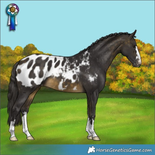 Horse Color:Buckskin Appaloosa 