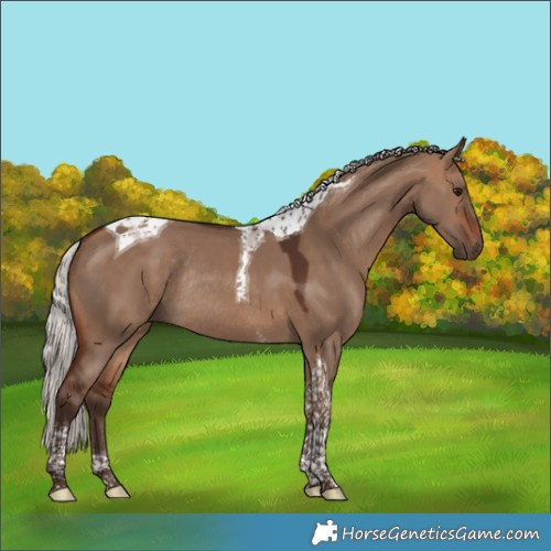 Horse Color:Silver Brown Dun Tobiano Rabicano 