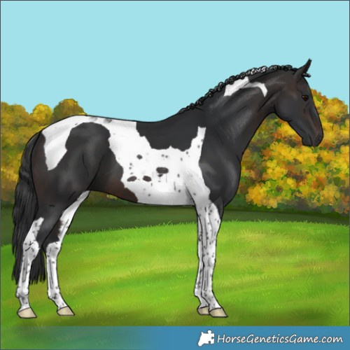 Horse Color:Brown Tobiano 