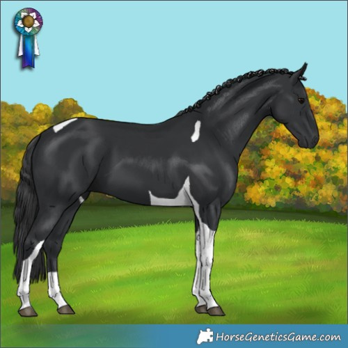 Horse Color:Black Tobiano