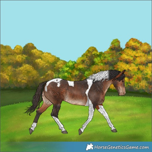 Horse Color:Bay Tobiano Varnish Rabicano 