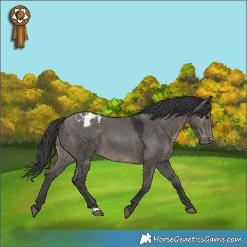 Horse Color:Grullo Varnish Rabicano 