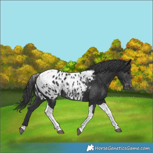 Horse Color:Black Tobiano Appaloosa Rabicano