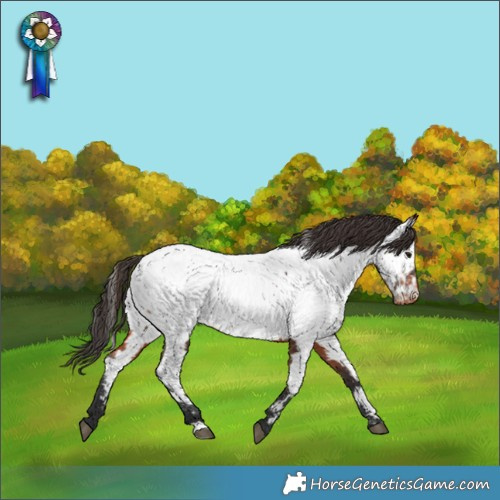 Horse Color:Bay Appaloosa 