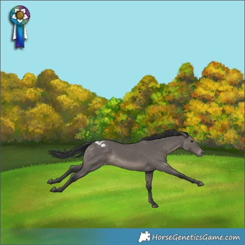 Horse Color:Grullo Appaloosa Rabicano 