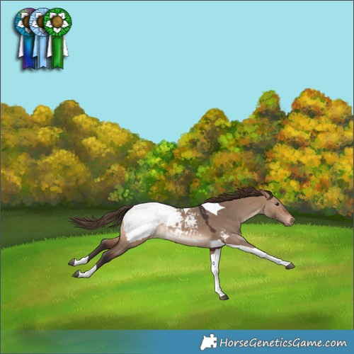Horse Color:Brown Dun Tobiano Appaloosa 