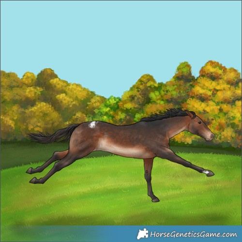 Horse Color:Brown Varnish Rabicano