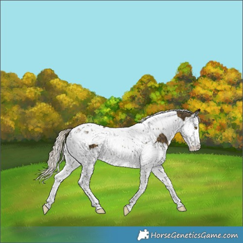 Horse Color:Silver Buckskin Splash Tobiano