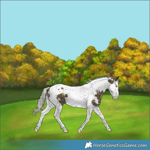 Horse Color:White Spotted Silver Buckskin Splash Tobiano