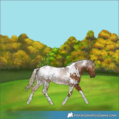 Horse Color:White Spotted Chocolate Palomino 