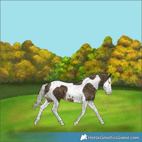 Horse Color:Silver Buckskin Splash Tobiano 