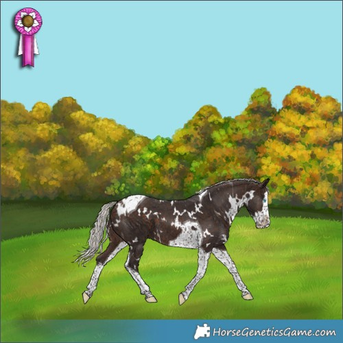 Horse Color:White Spotted Silver Bay Splash Tobiano