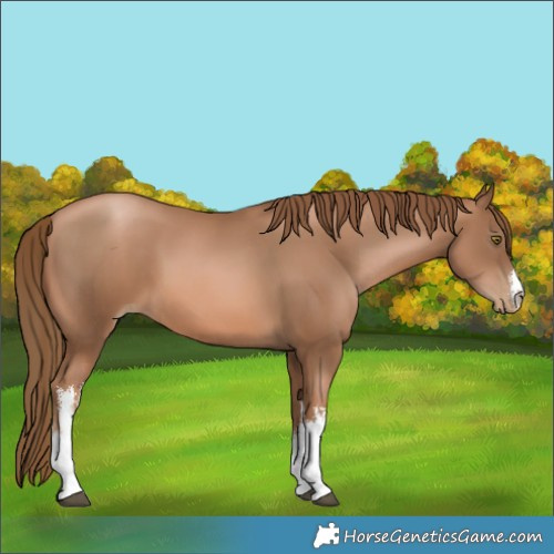 Horse Color:White Spotted Liver Chestnut Pearl 