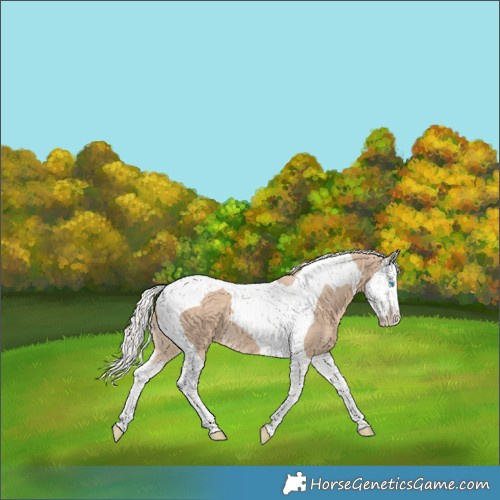 Horse Color:Silver Perlino Splash Tobiano