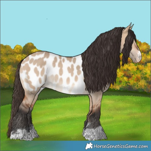 Horse Color:Bay Dun Near Leopard Rabicano 