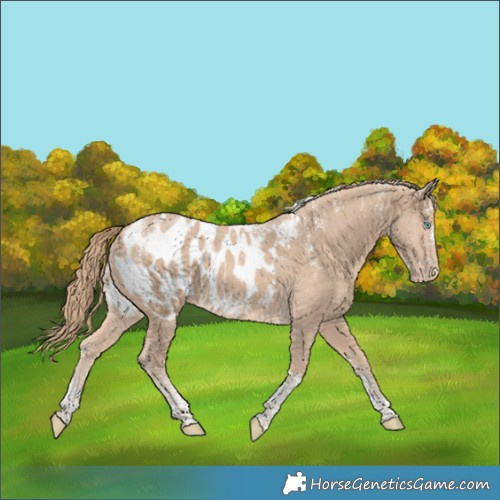 Horse Color:Powder White Perlino Tobiano Appaloosa