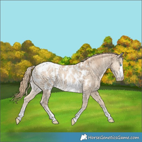 Horse Color:Powder White Perlino Dun Near Leopard Brindle