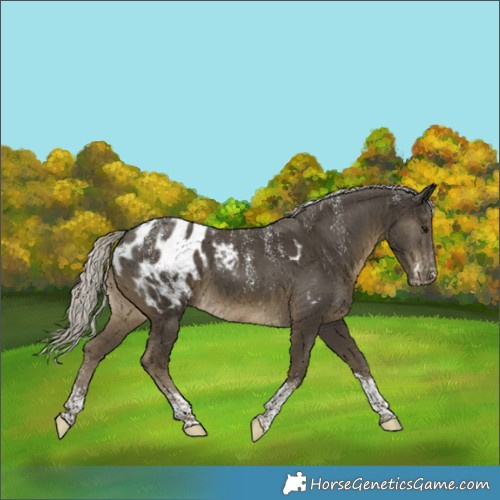 Horse Color:Powder White Silver Smoky Black Tobiano Appaloosa