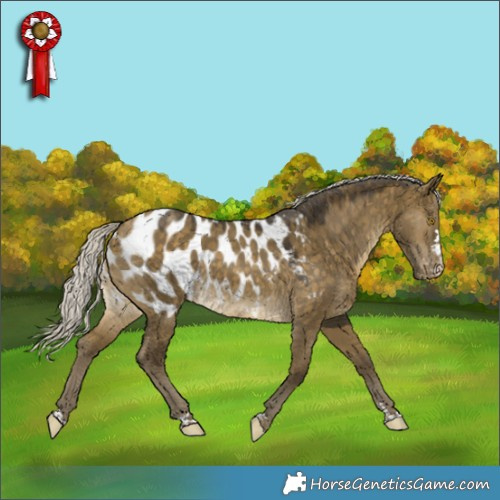 Horse Color:Silver Buckskin Dun Appaloosa