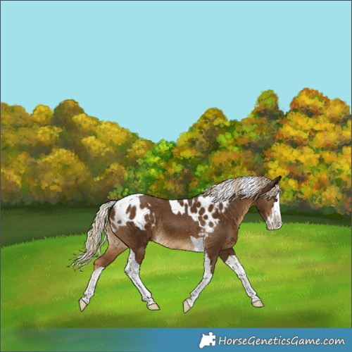 Horse Color:Chocolate Palomino Splash Tobiano Skewed LP Spotted