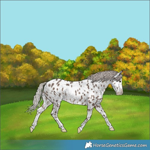 Horse Color:Silver Black Splash Near Leopard