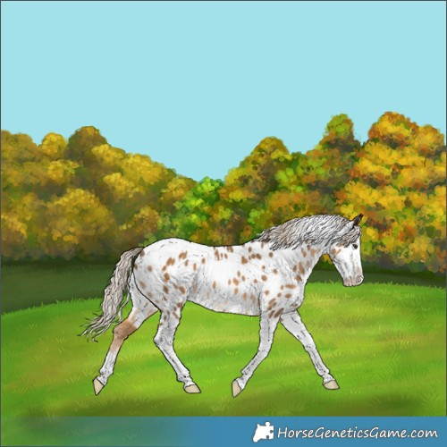 Horse Color:Chocolate Palomino Splash Tobiano Skewed LP Spotted