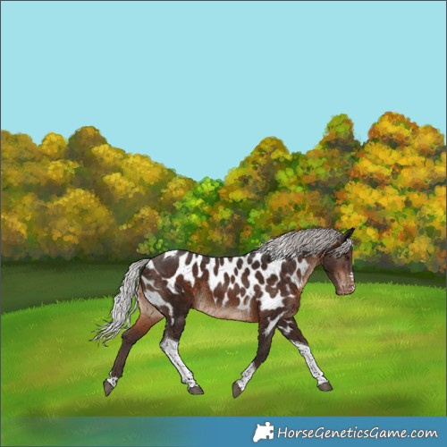 Horse Color:Silver Brown Tobiano Skewed LP Spotted
