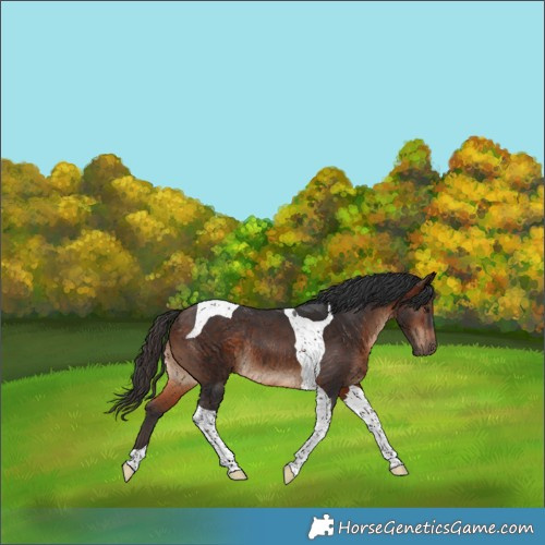 Horse Color:Brown Tobiano Rabicano