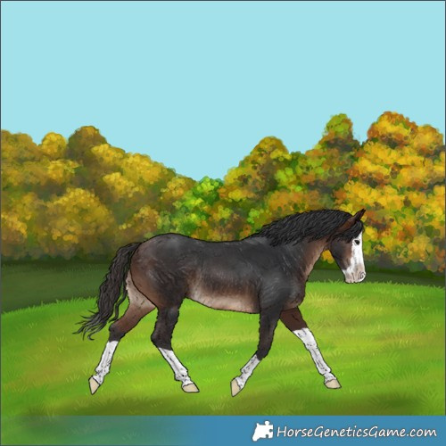 Horse Color:Brown Splash Rabicano