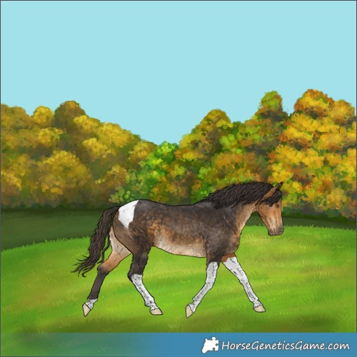 Horse Color:Buckskin Tobiano