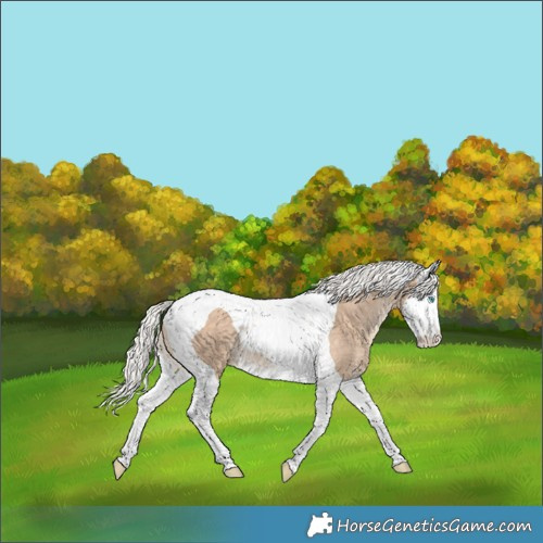 Horse Color:Silver Perlino Splash Tobiano Rabicano