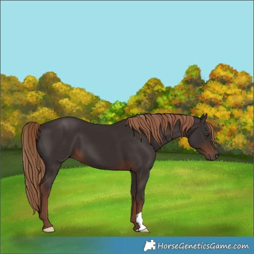 Horse Color:Liver Chestnut 