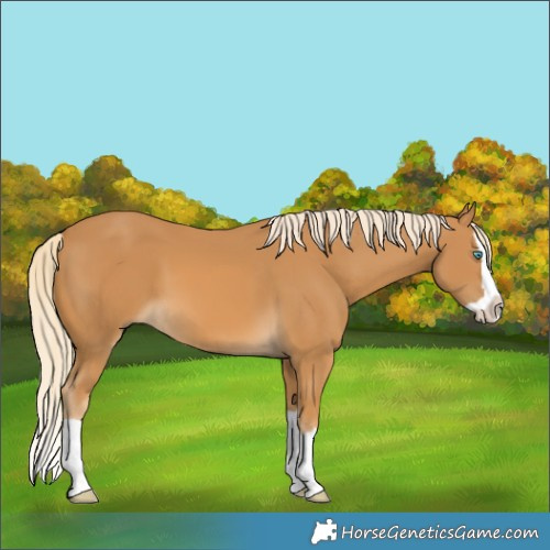 Horse Color:Palomino Splash 