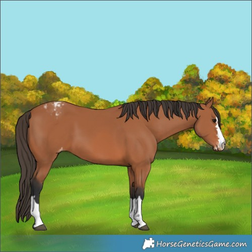 Horse Color:Bay Varnish