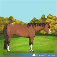 Horse Color:Bay Varnish