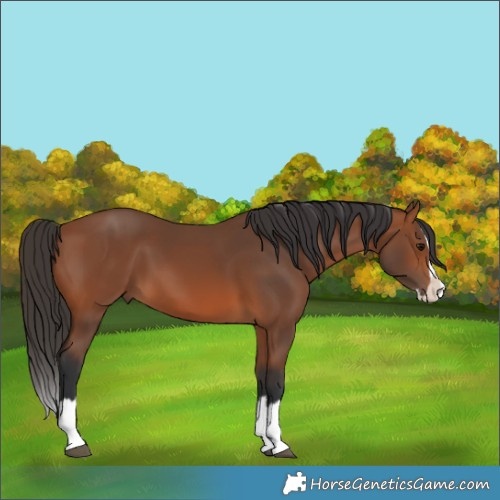 Horse Color:Bay Splash