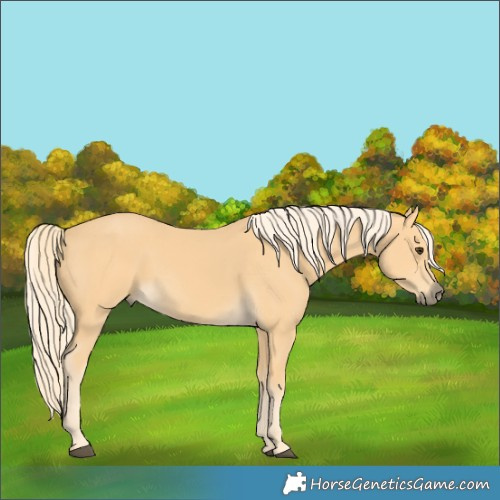 Horse Color:Palomino