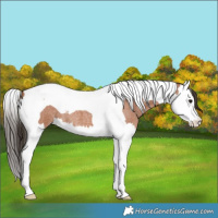 Horse Color:Bay Roan Splash Tobiano 
