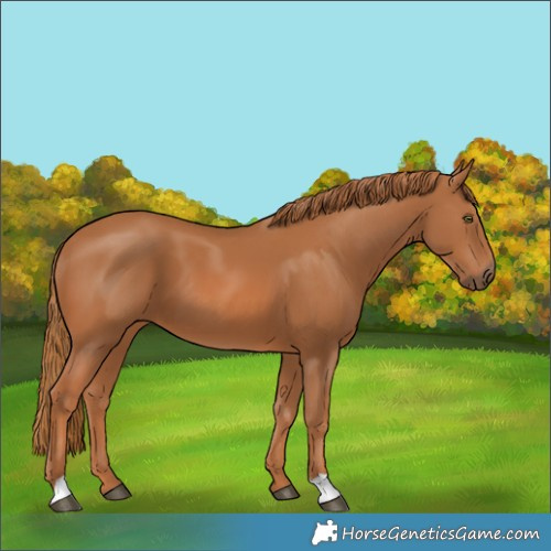 Horse Color:Chestnut 