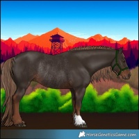 Horse Color:Liver Chestnut Rabicano