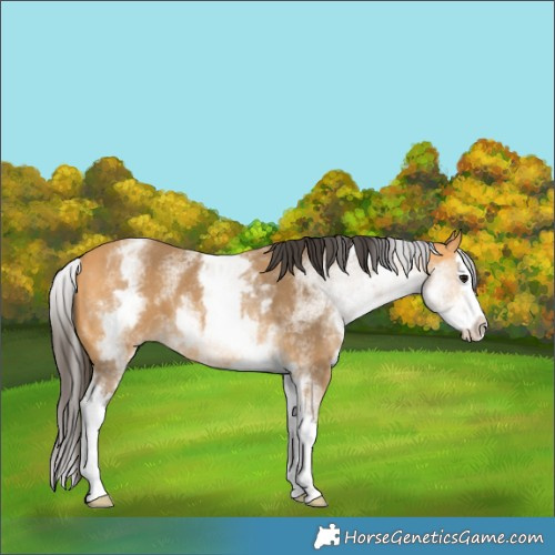 Horse Color:White Spotted Buckskin Splash