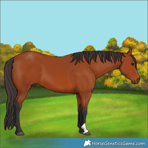 Horse Color:Bay 