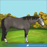 Horse Color:Gray Grullo 